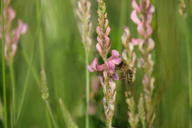 Arı, sainfoin çiçeğini döllüyor. Yaklaş.