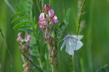 Siyah damarlı güve doğada pembe bir çiçeğin üzerinde dinleniyor.