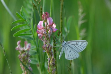 Siyah damarlı güve doğada pembe bir çiçeğin üzerinde dinleniyor.