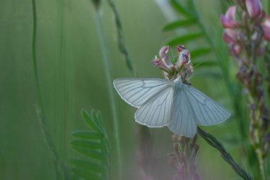Doğada pembe bir çiçeğin üzerinde dinlenen siyah damarlı bir güve.