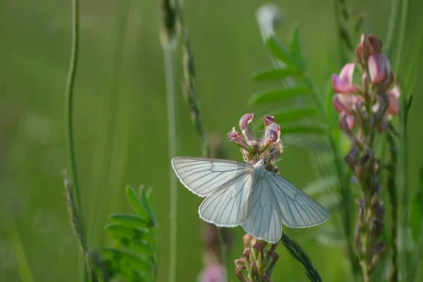 Traça Preta Veios Descansando Uma Flor Rosa Natureza Close — Fotografia de Stock