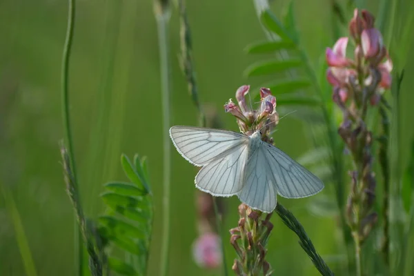 自然界のピンク色の花に黒いつる性の蛾のクローズアップ — ストック写真