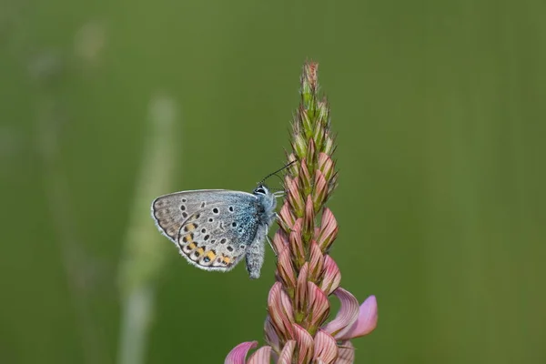 Srebrne Kolce Niebieski Motyl Wspólnym Sainfoin Przyrodzie Zbliżenie — Zdjęcie stockowe