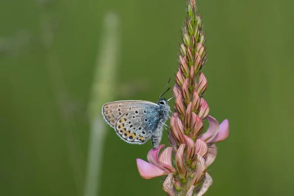 Stříbro Posázené Modrý Motýl Společné Svatozáři Přírodě Zblízka — Stock fotografie
