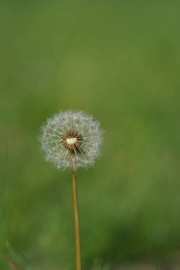 Bir karahindiba çiçeğinin başını doğada, doğal ortamda kapat.