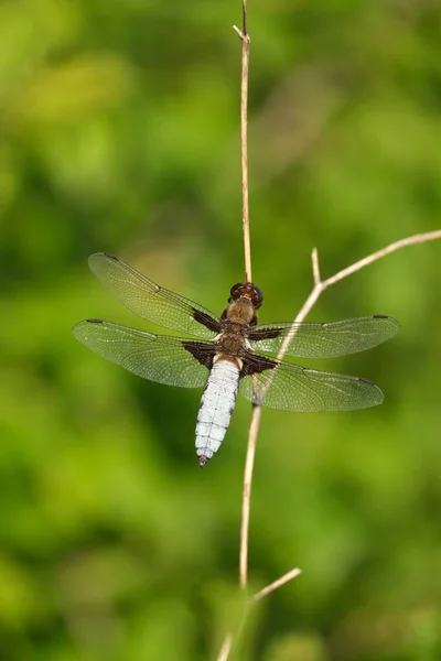 Vertical Image Broad Bodied Chaser Close Wild Dry Branch Nature — Photo