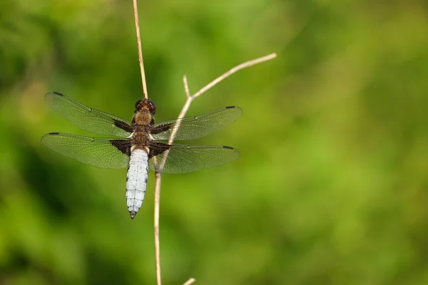 Close Big Blue Dragonfly Nature Broad Bodied Chaser Dry Branch — Φωτογραφία Αρχείου