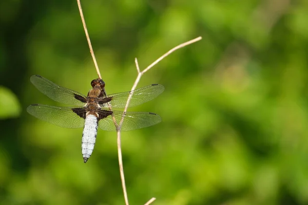 Close Broad Bodied Chaser Nature Dry Branch Blue Butterfly Wild — Stockfoto