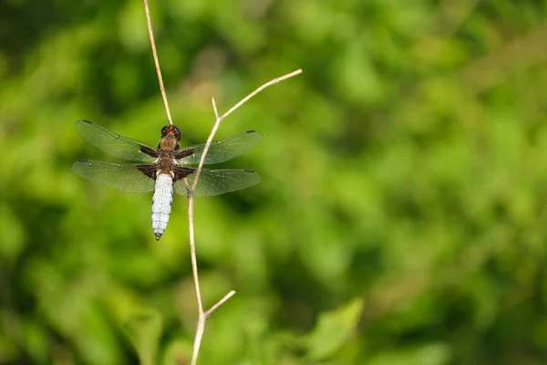 Horizontal Image Broad Bodied Chaser Close Nature Dry Branch Nature — Photo