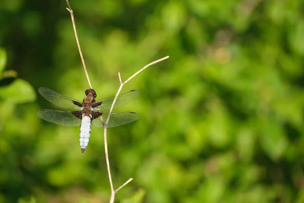 Broad Bodied Chaser Close Nature Dry Branch Nature Photography — Fotografia de Stock