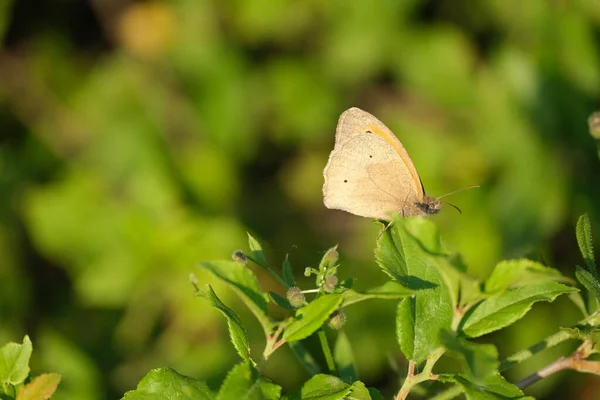 Łąka Brązowy Motyl Zbliżenie Przyrodzie Brązowy Motyl Spoczywa Gałęzi — Zdjęcie stockowe