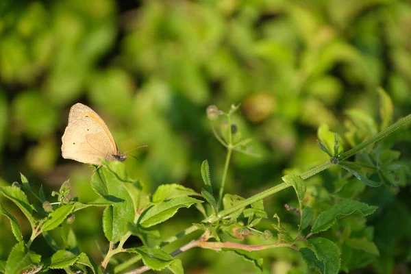 Łąka Brązowy Motyl Przyrodzie Brązowy Motyl Spoczywa Gałęzi — Zdjęcie stockowe