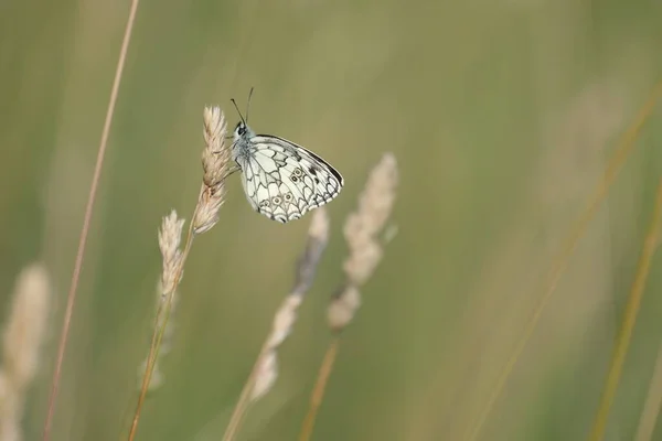 Vahşi Doğadaki Bir Bitkinin Üzerindeki Siyah Beyaz Kelebeğin Yatay Görüntüsü — Stok fotoğraf