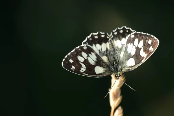 Beautiful Black White Butterfly Marbled White Nature Resting Plant — Φωτογραφία Αρχείου