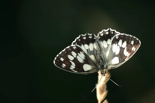 Close Marbled White Butterfly Nature Resting Plant Beautiful Black White — Φωτογραφία Αρχείου