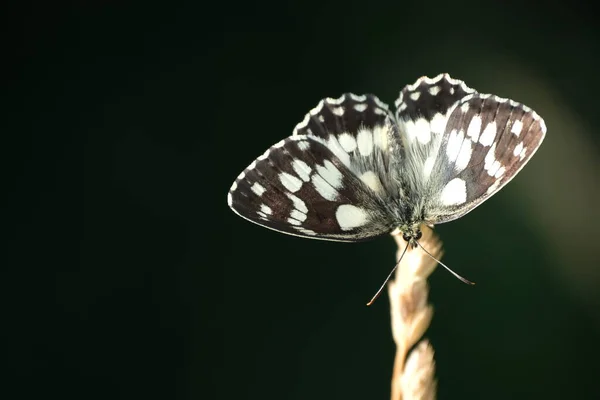 Image Horizontale Papillon Blanc Marbré Dans Nature Reposant Sur Une — Photo