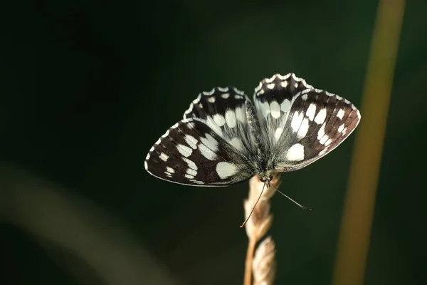 Marbled White Butterfly Close Nature Resting Plant Beautiful Black White — 图库照片