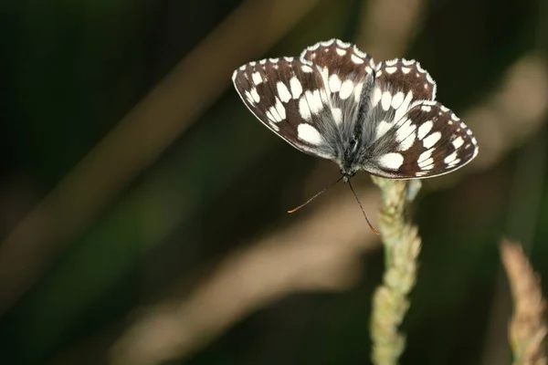Мраморная Белая Бабочка Природе Покоится Растении Красивая Черно Белая Бабочка — стоковое фото