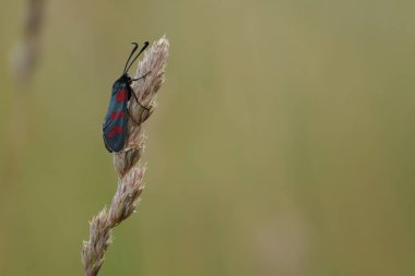 Doğadaki bir bitkinin altı noktalı güvesini kapat.
