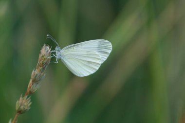 Kapalı kanatlı küçük beyaz kelebek, doğada bir bitkinin üzerinde beyaz bir kelebek.