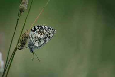 Doğada siyah ve beyaz kelebek, yakın bir bitkinin üzerinde, bilye gibi beyaz