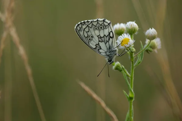 野生の小さな花に白い蝶の大理石のクローズアップ — ストック写真