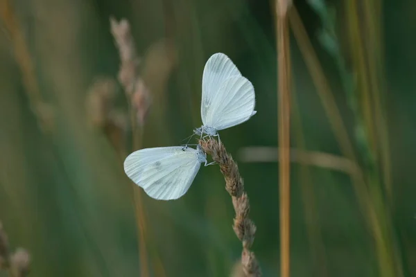 Dwa Drewniane Białe Motyle Naturze Spoczywające Roślinach Makro Zbliżenie — Zdjęcie stockowe