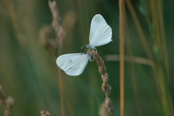 Gros Plan Deux Papillons Blancs Dans Nature Sur Une Plante — Photo