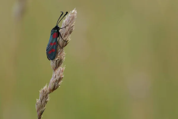 Vista Laterale Una Falena Burnet Sei Punti Natura — Foto Stock