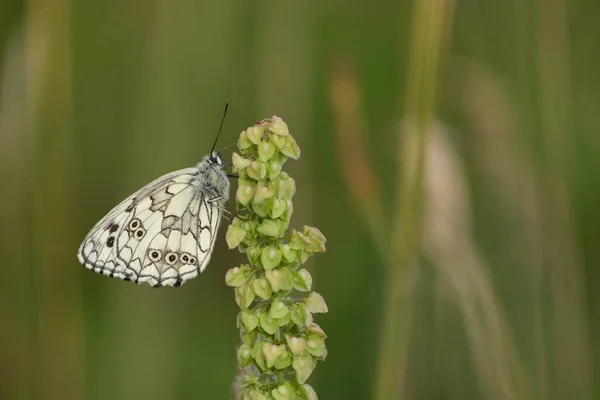 Papillon Blanc Marbré Près Dans Nature Reposant Sur Une Plante — Photo