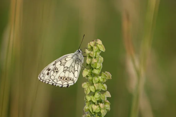 Gros Plan Papillon Noir Blanc Blanc Marbré Dans Nature — Photo