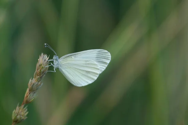 翼の下に植物に眠っている自然の中で木の白い蝶のマクロを閉じる — ストック写真