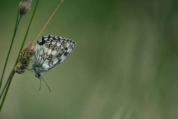 Μαρμάρινη Λευκή Πεταλούδα Κοντά Στη Φύση Ένα Φυτό — Φωτογραφία Αρχείου