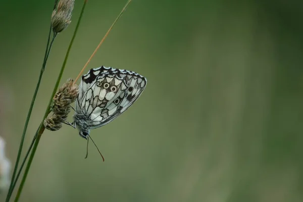 Doğada Siyah Beyaz Kelebek Yakın Bir Bitkinin Üzerinde Bilye Gibi — Stok fotoğraf