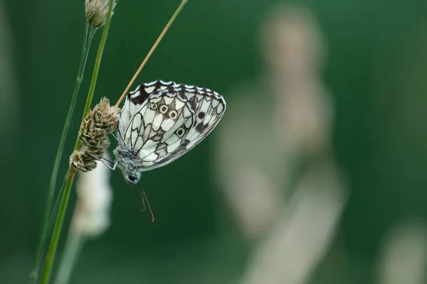 Primo Piano Una Farfalla Bianco Nero Natura Poggiata Una Pianta — Foto Stock