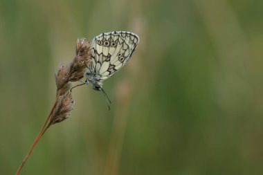 Macro doğada siyah ve beyaz mermer bir beyaz kelebeğe yaklaş.
