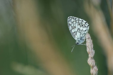 Macro, doğadaki bir bitkinin üzerinde dinlenen siyah ve beyaz bir kelebeğin yakın plan görüntüsü.