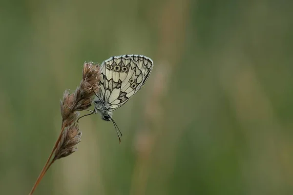 Papillon Blanc Marbré Dans Nature Sur Une Plante Gros Plan — Photo