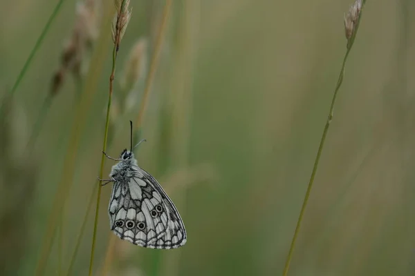 Macro Primer Plano Una Mariposa Blanco Negro Descansando Sobre Una —  Fotos de Stock