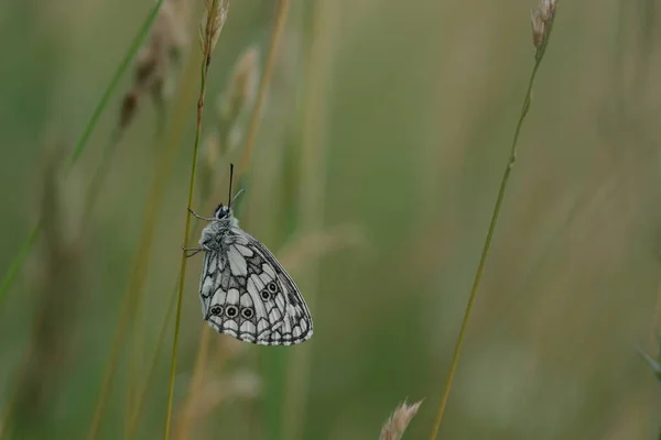 Zwart Wit Vlinder Natuur Rust Een Plant Onder Vleugels Tonen — Stockfoto