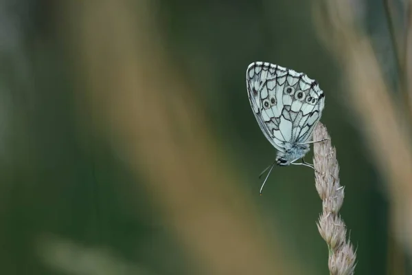 自然の中で黒と白の蝶は 翼の下の植物に休息を示す 大理石の白 — ストック写真
