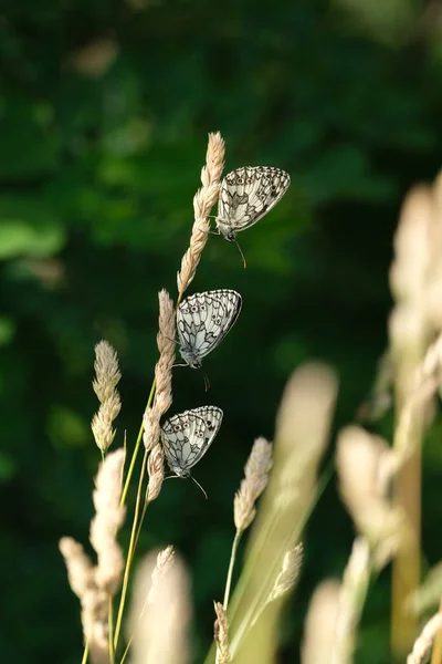 Arbre Papillons Blancs Marbrés Sur Une Plante Dans Nature Papillon — Photo