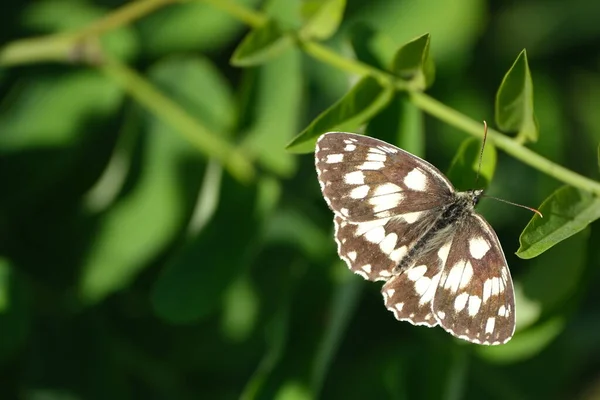 Όμορφη Κοντινή Φωτογραφία Από Μια Μαρμαρομένη Λευκή Πεταλούδα Στη Φύση — Φωτογραφία Αρχείου