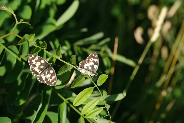Deux Papillons Blancs Marbrés Reposant Sur Une Feuille Dans Nature — Photo