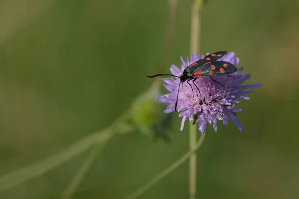 Sechskantmotte Der Natur Auf Einer Lila Blüte Kleines Insekt Mit — Stockfoto