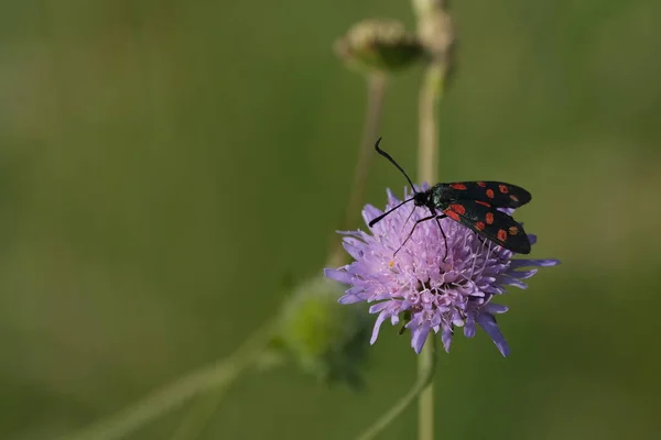 Traça Burnet Seis Pontos Natureza Uma Flor Roxa Pequeno Inseto — Fotografia de Stock