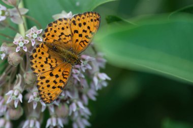 Koyu yeşil kelebek doğada yaygın bir yosun çiçeğinin üzerinde
