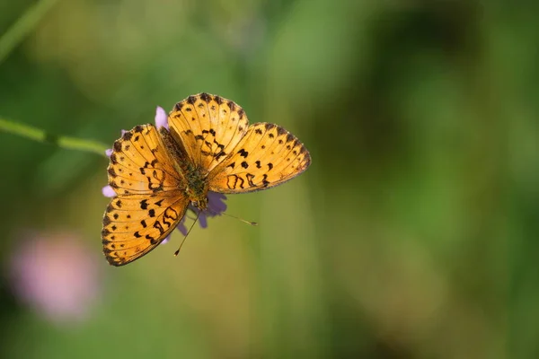 Farfalla Fritillare Natura Una Macro Fiori Primo Piano Una Farfalla — Foto Stock