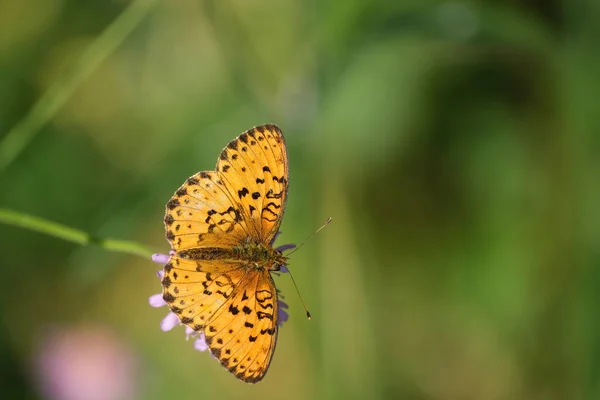 Farfalla Fritillare Natura Fiore Viola Vicino — Foto Stock