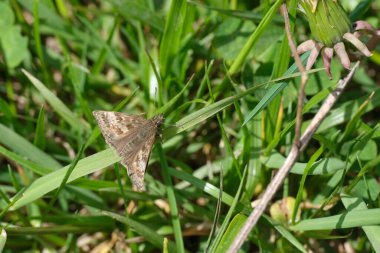 Dingy Skipper vahşi doğada bir çim yaprağına yaklaş